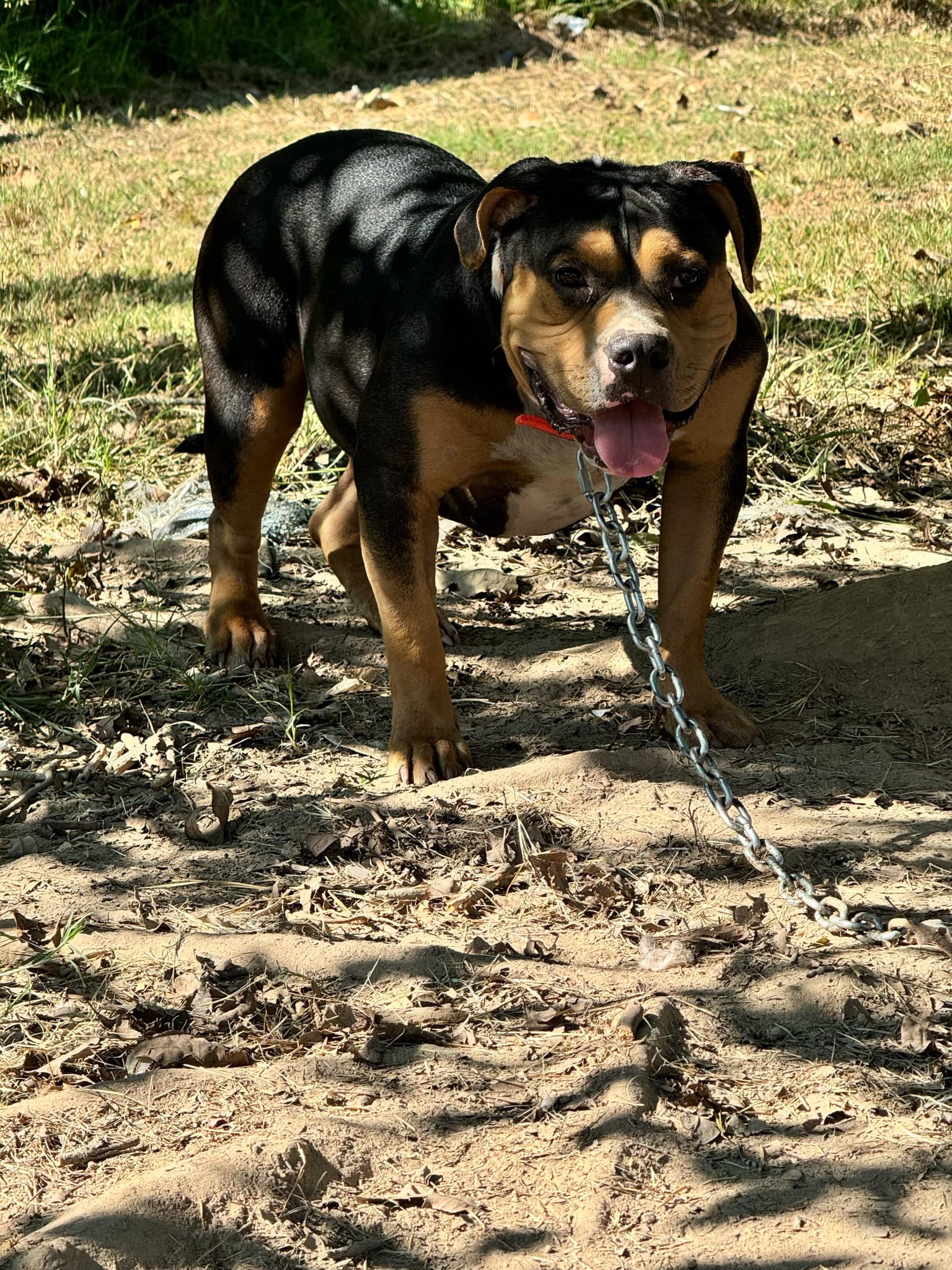 Dog Featured Image