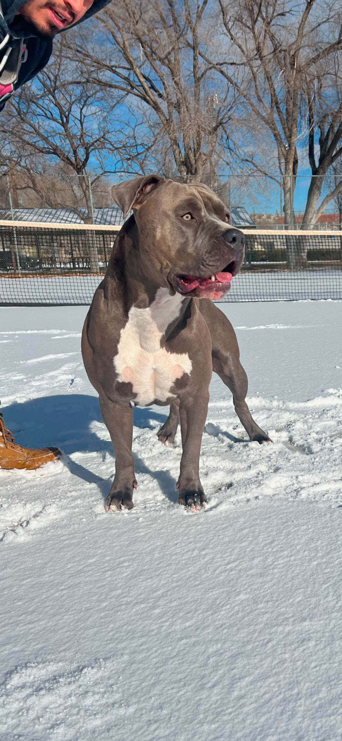 Dog Featured Image