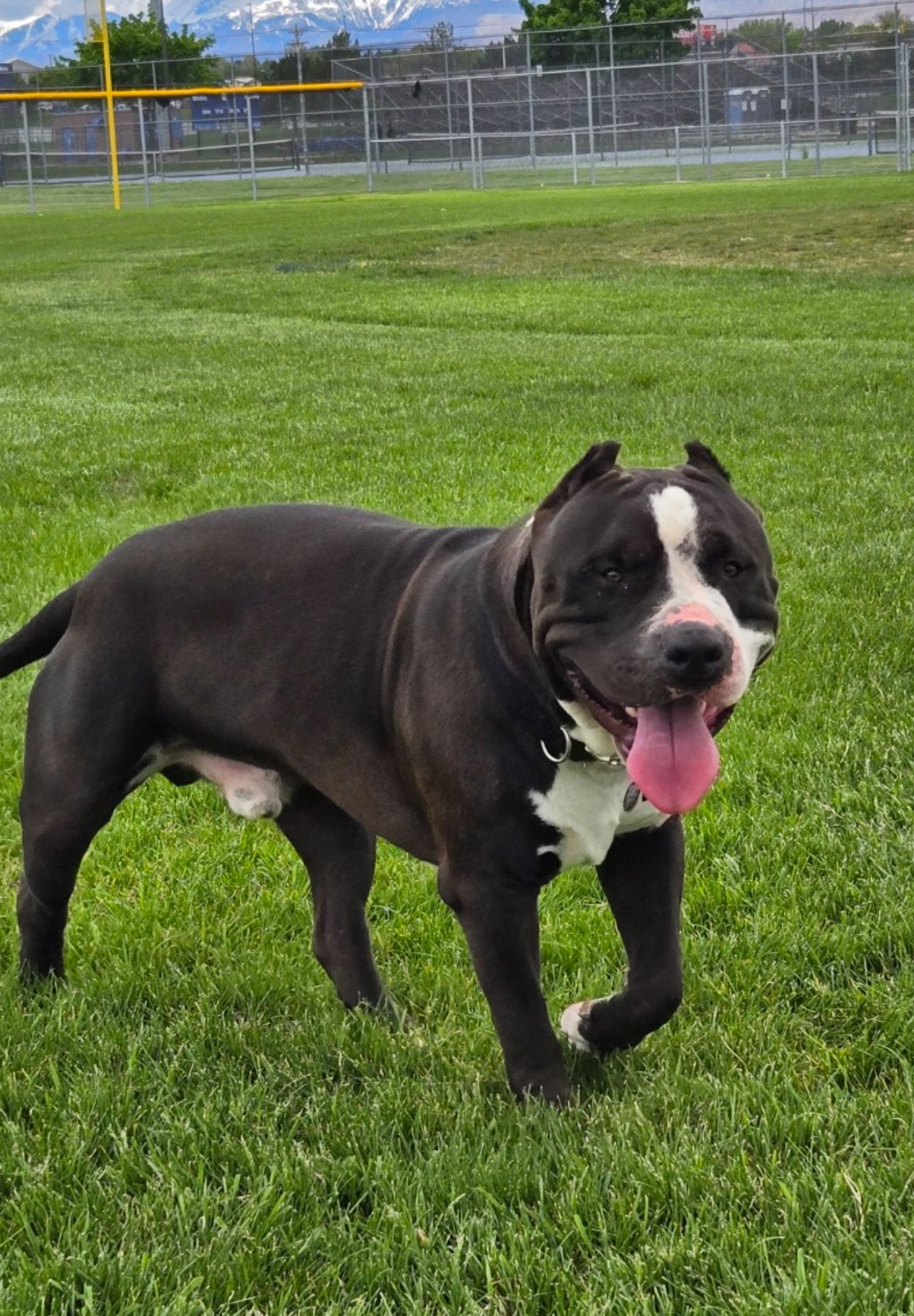 Dog Featured Image