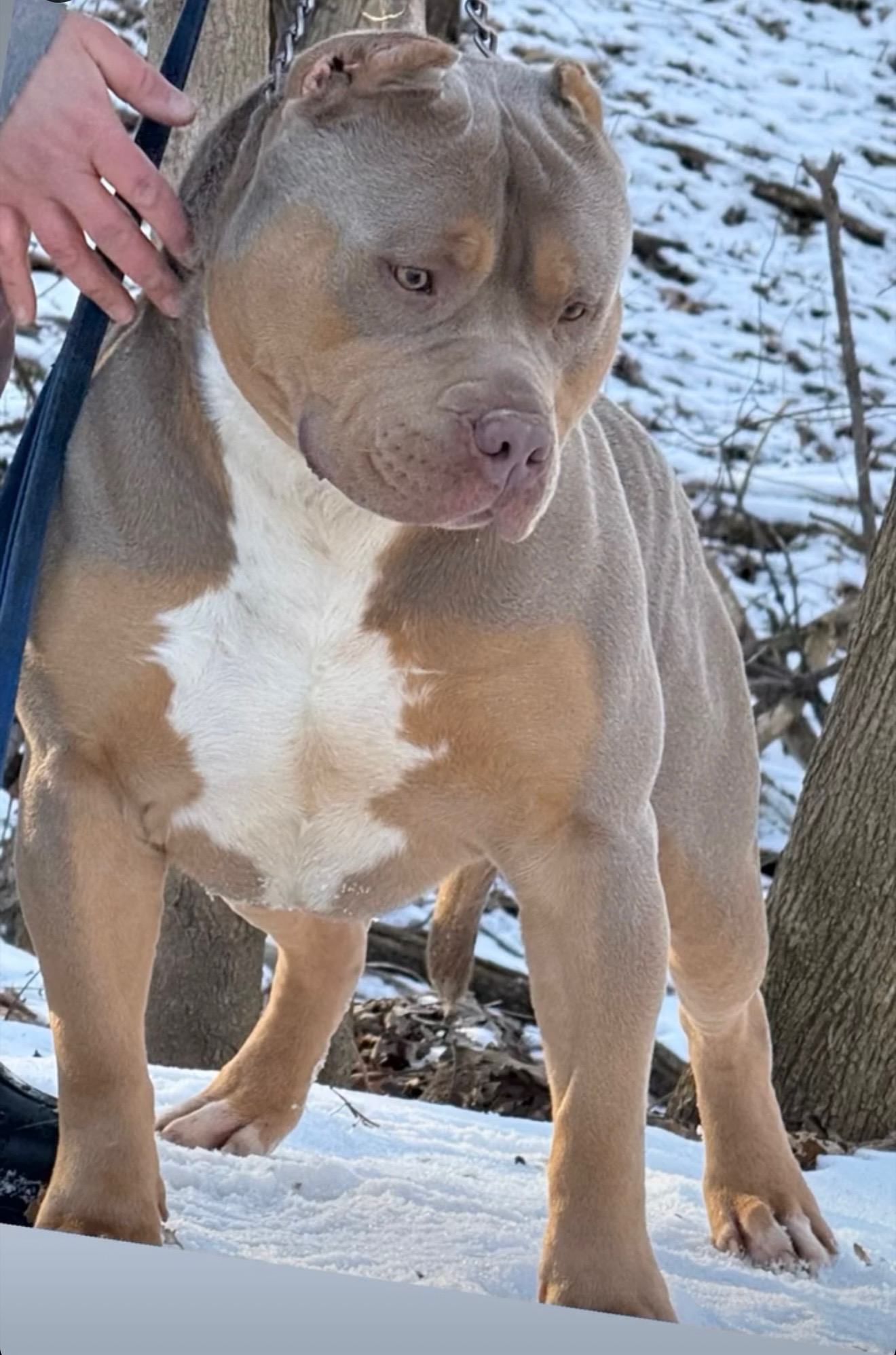 Dog Featured Image