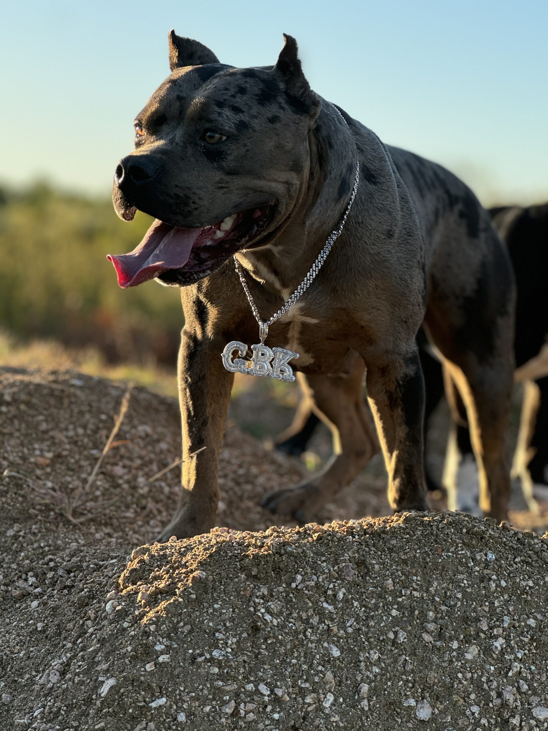 Dog Featured Image