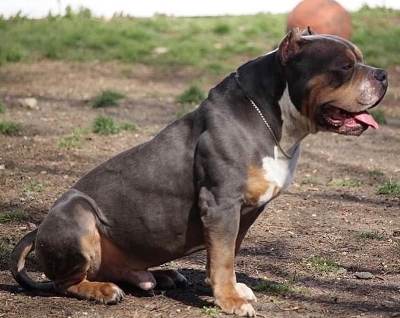 Dog Featured Image