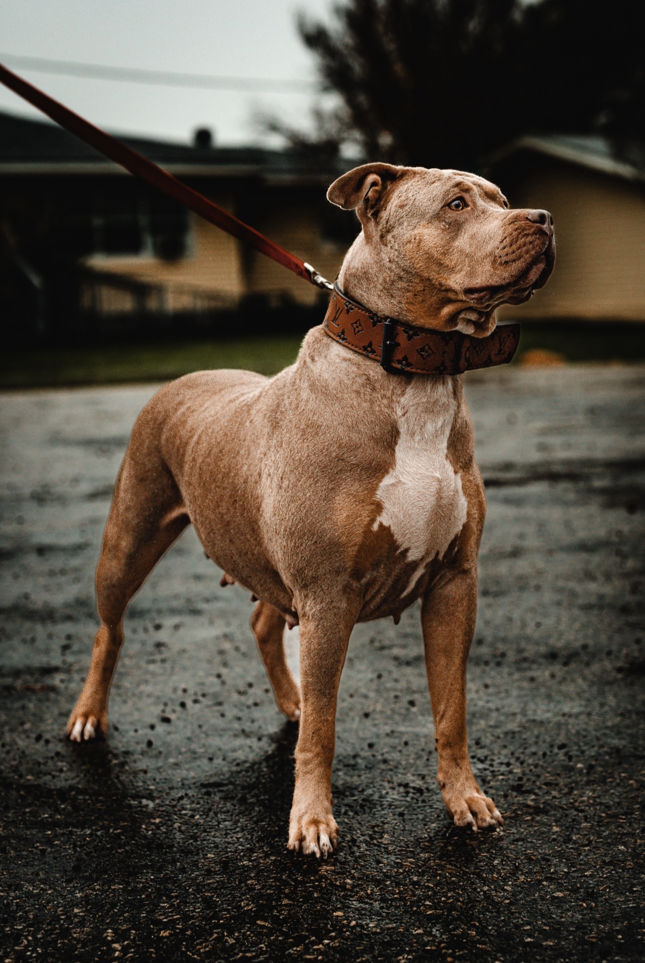 Dog Featured Image