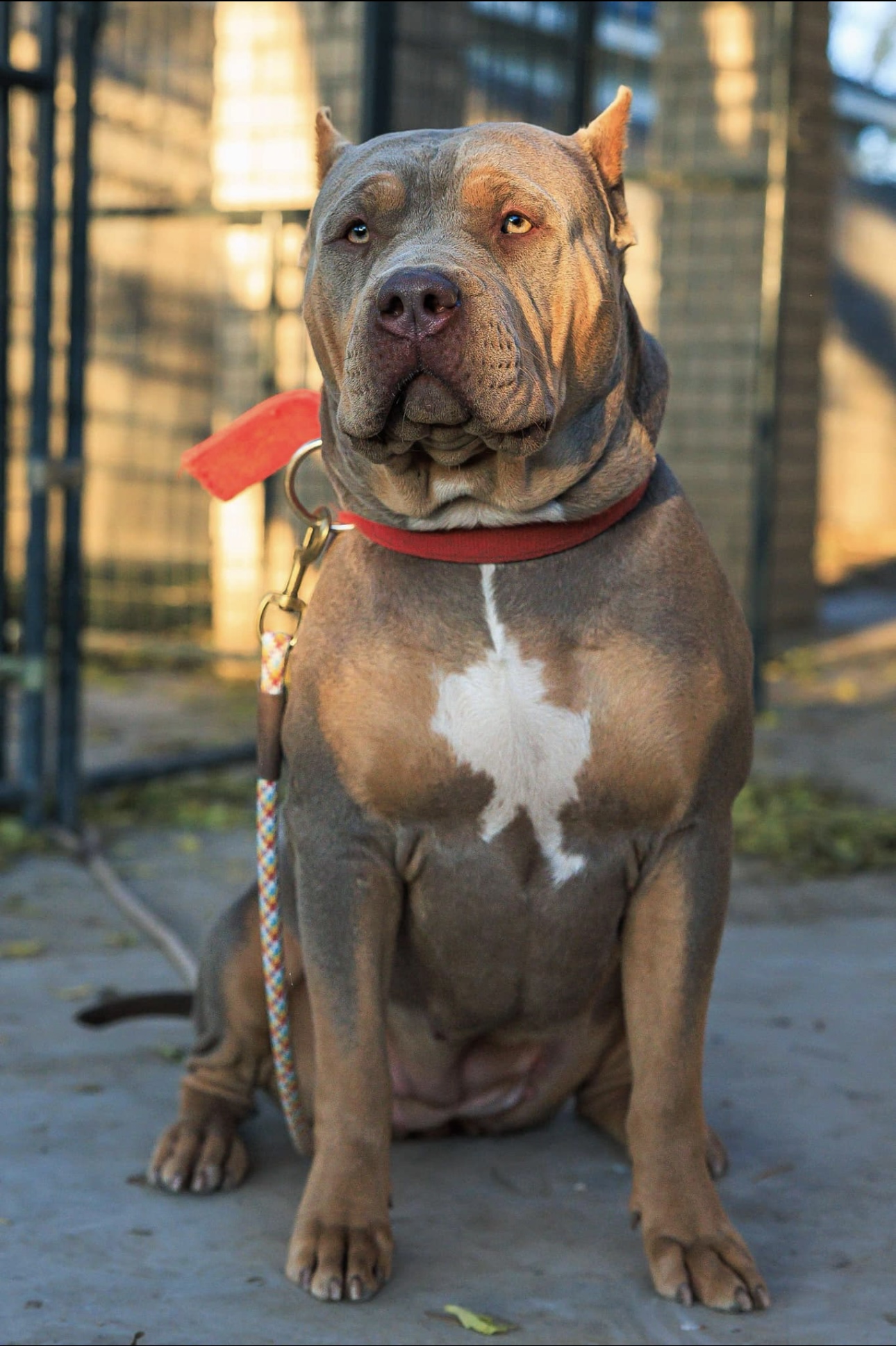 Dog Featured Image