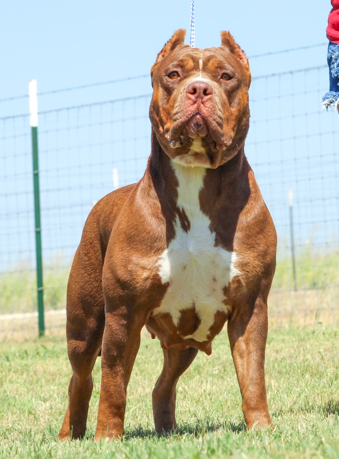 Dog Featured Image
