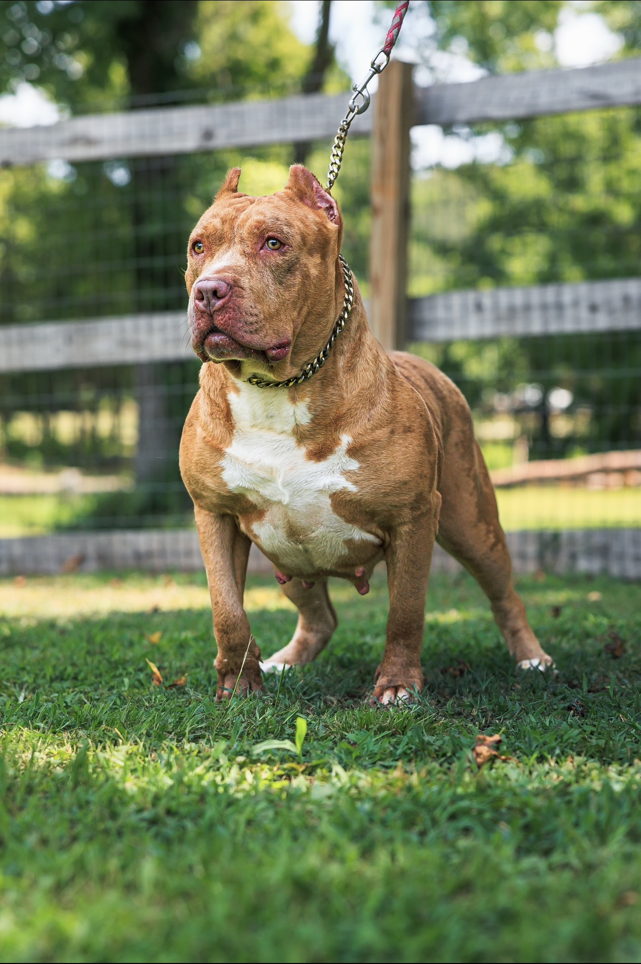 Dog Featured Image