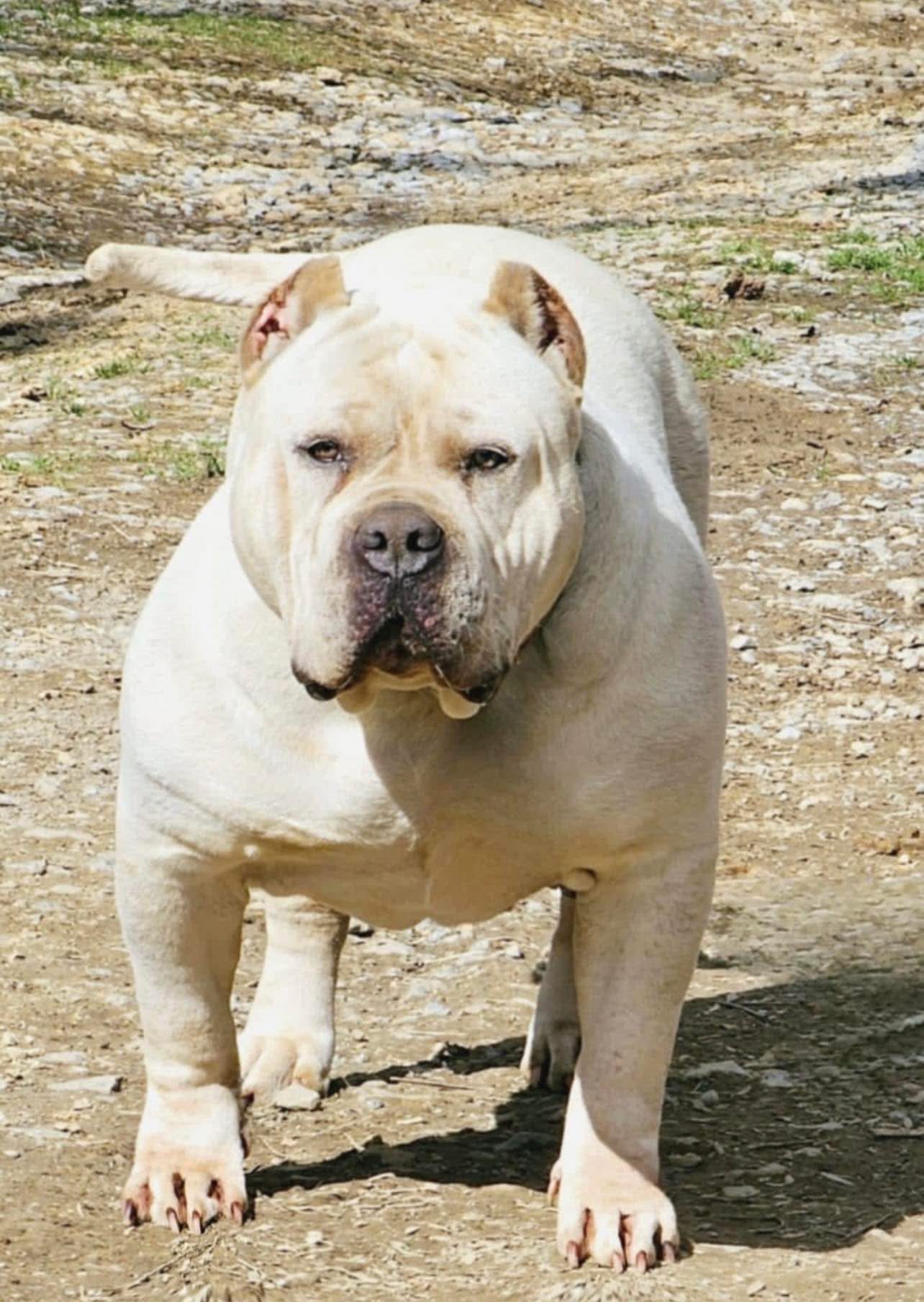 Dog Featured Image