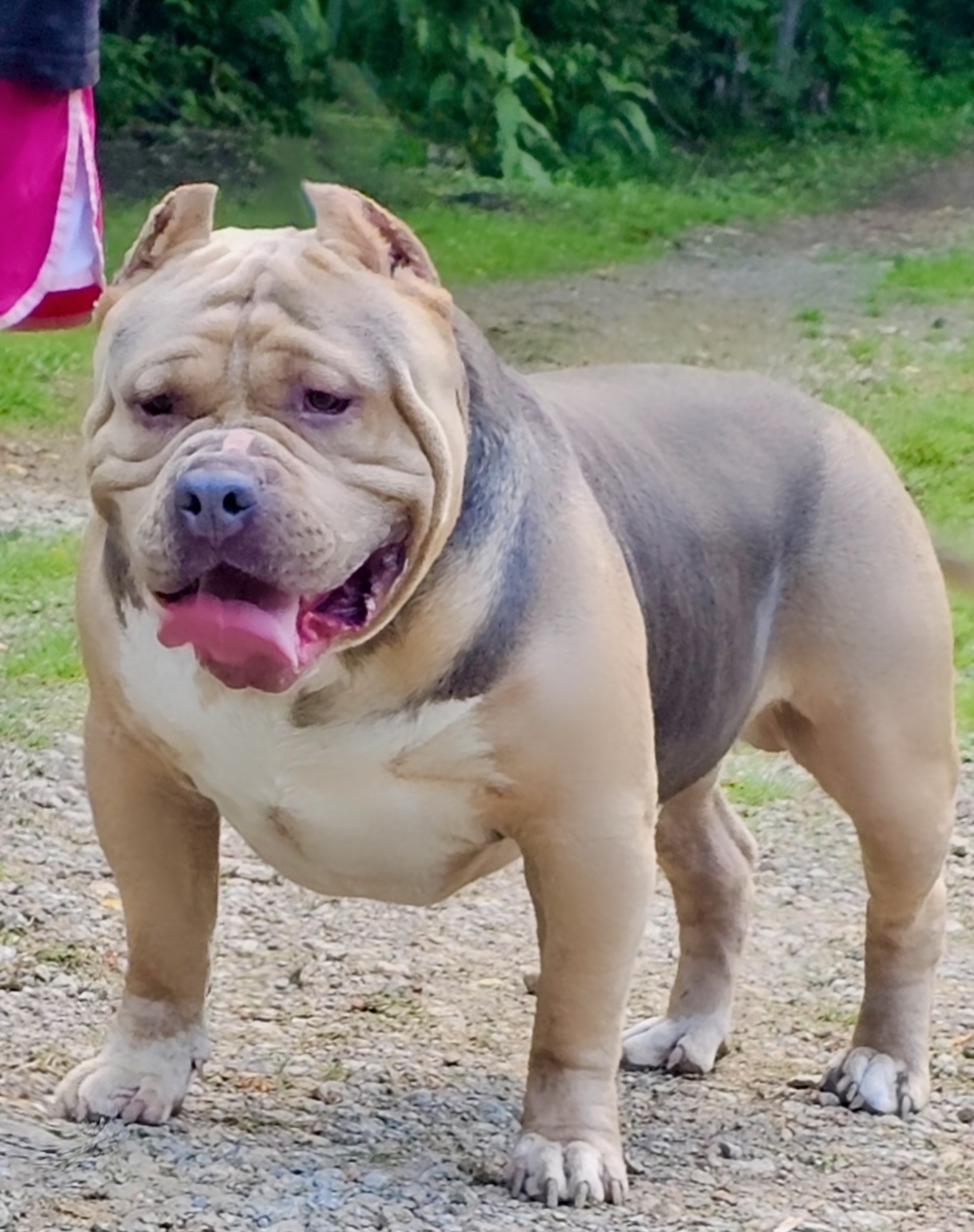 Dog Featured Image