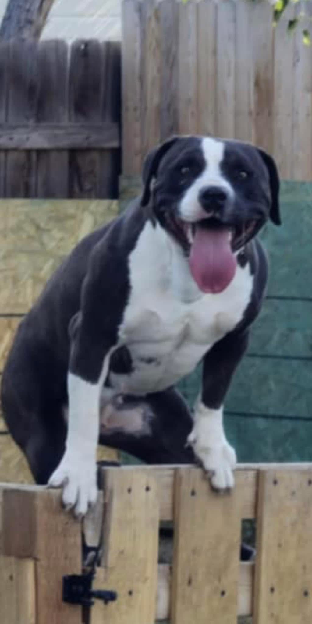 Dog Featured Image