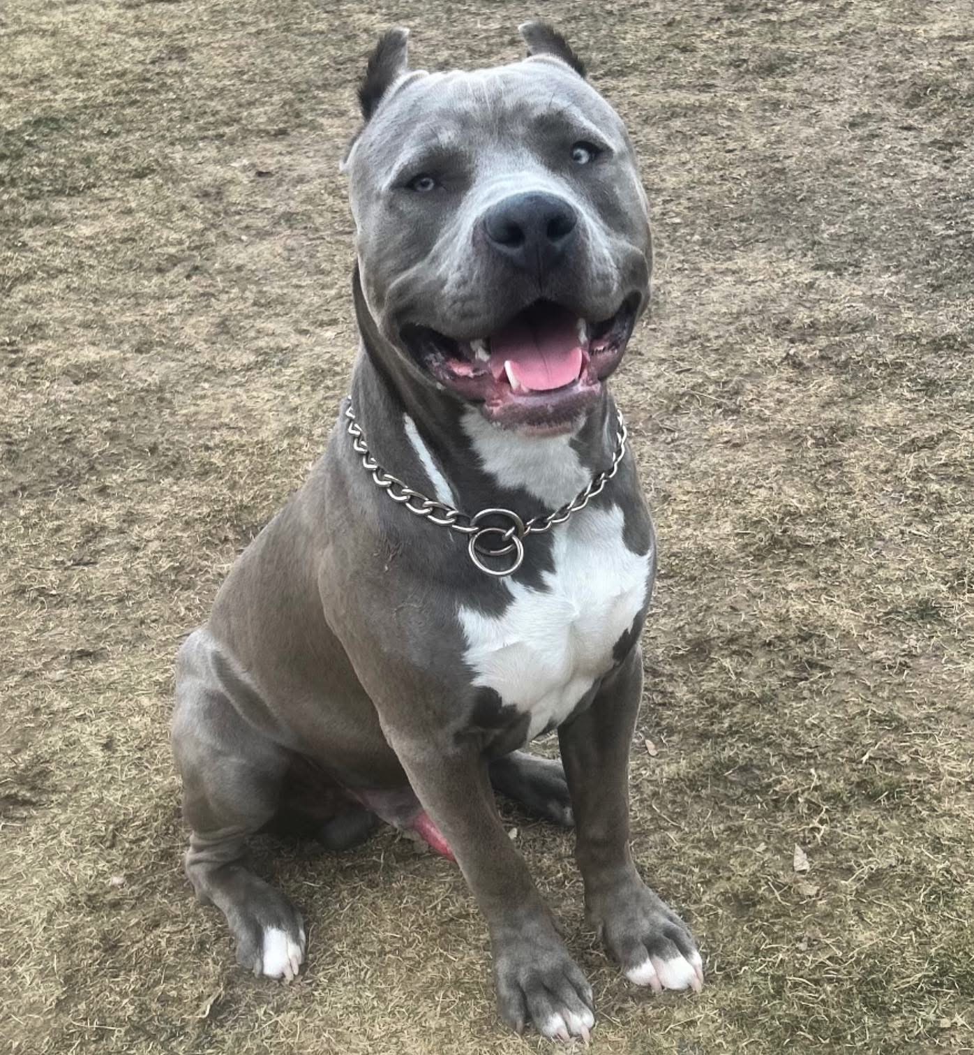 Dog Featured Image