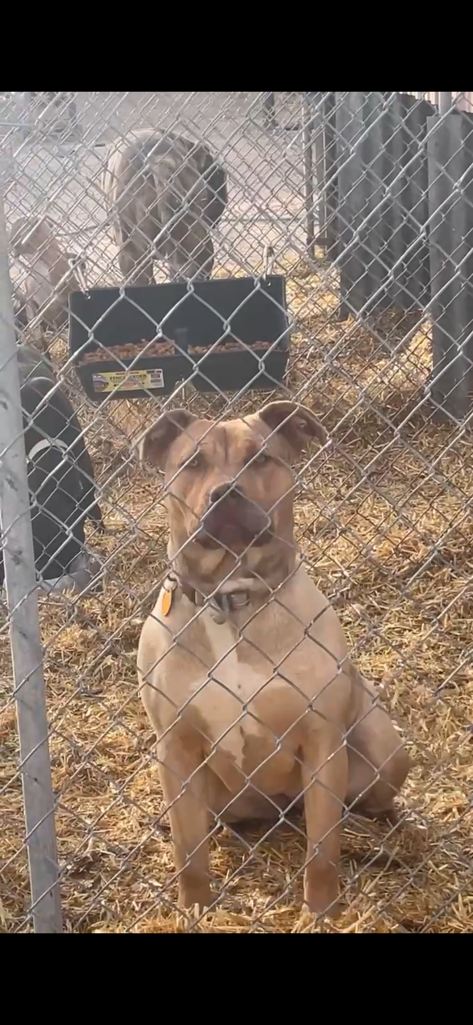 Dog Featured Image