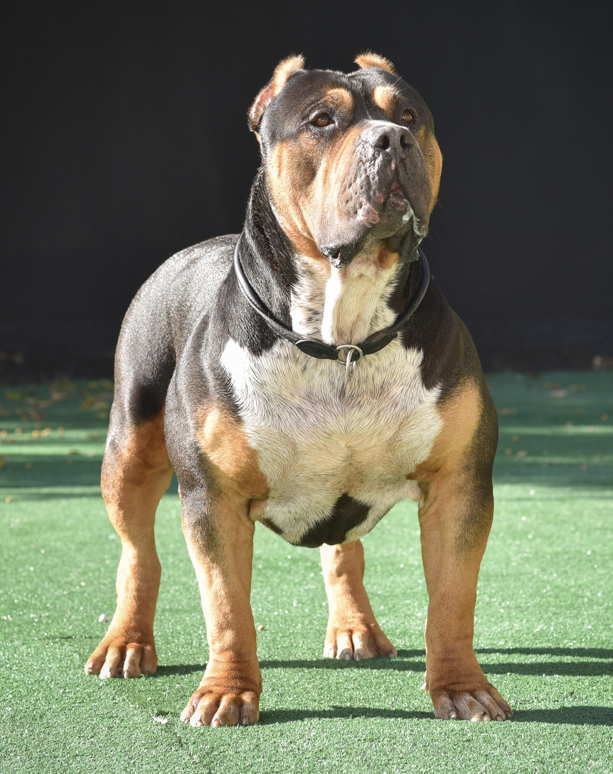 Dog Featured Image