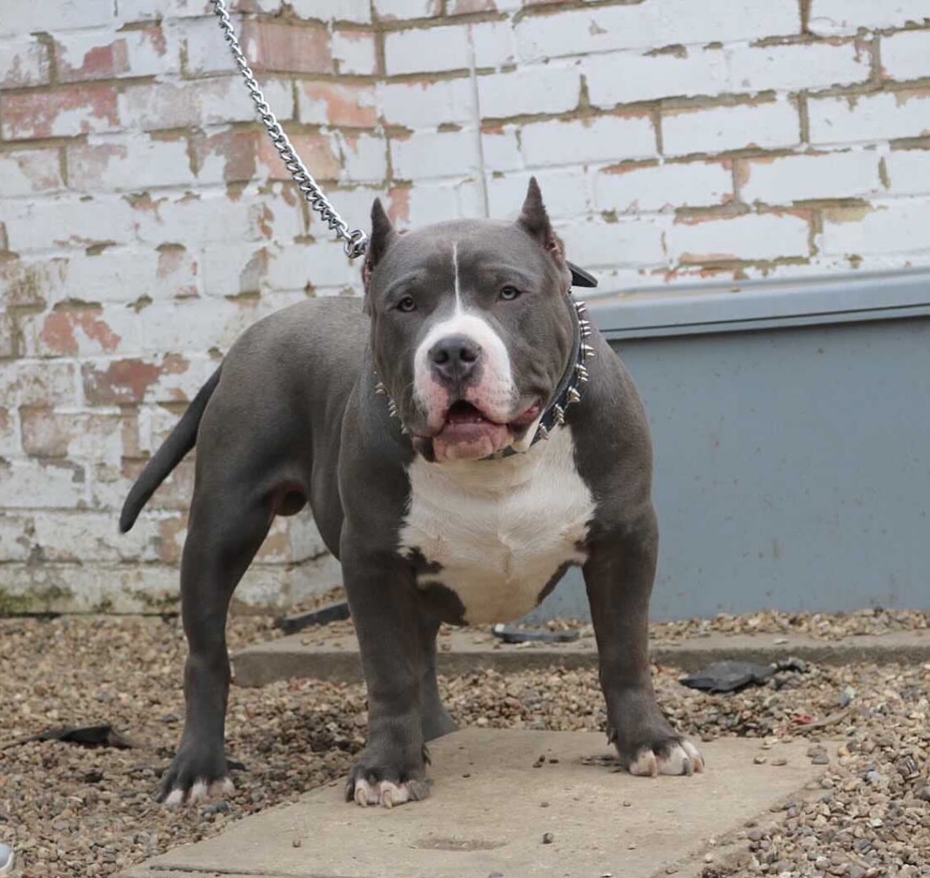 Dog Featured Image