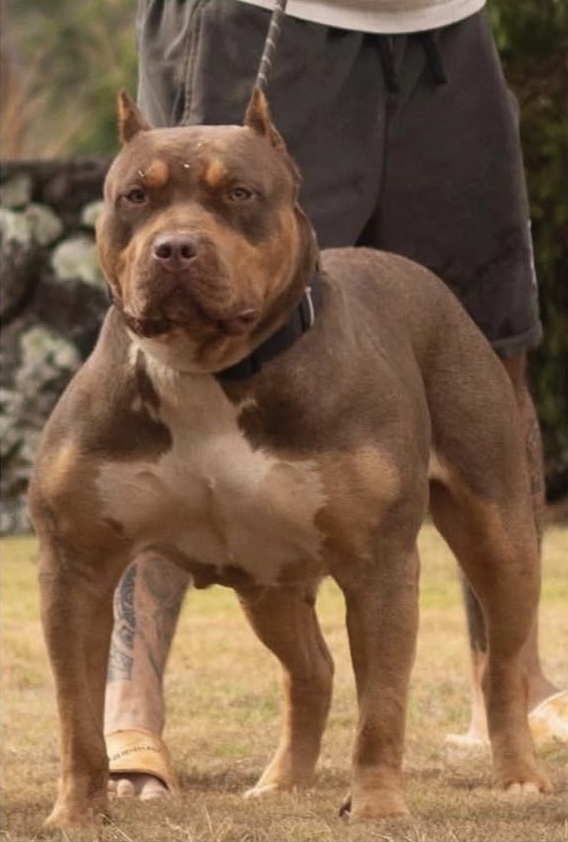 Dog Featured Image
