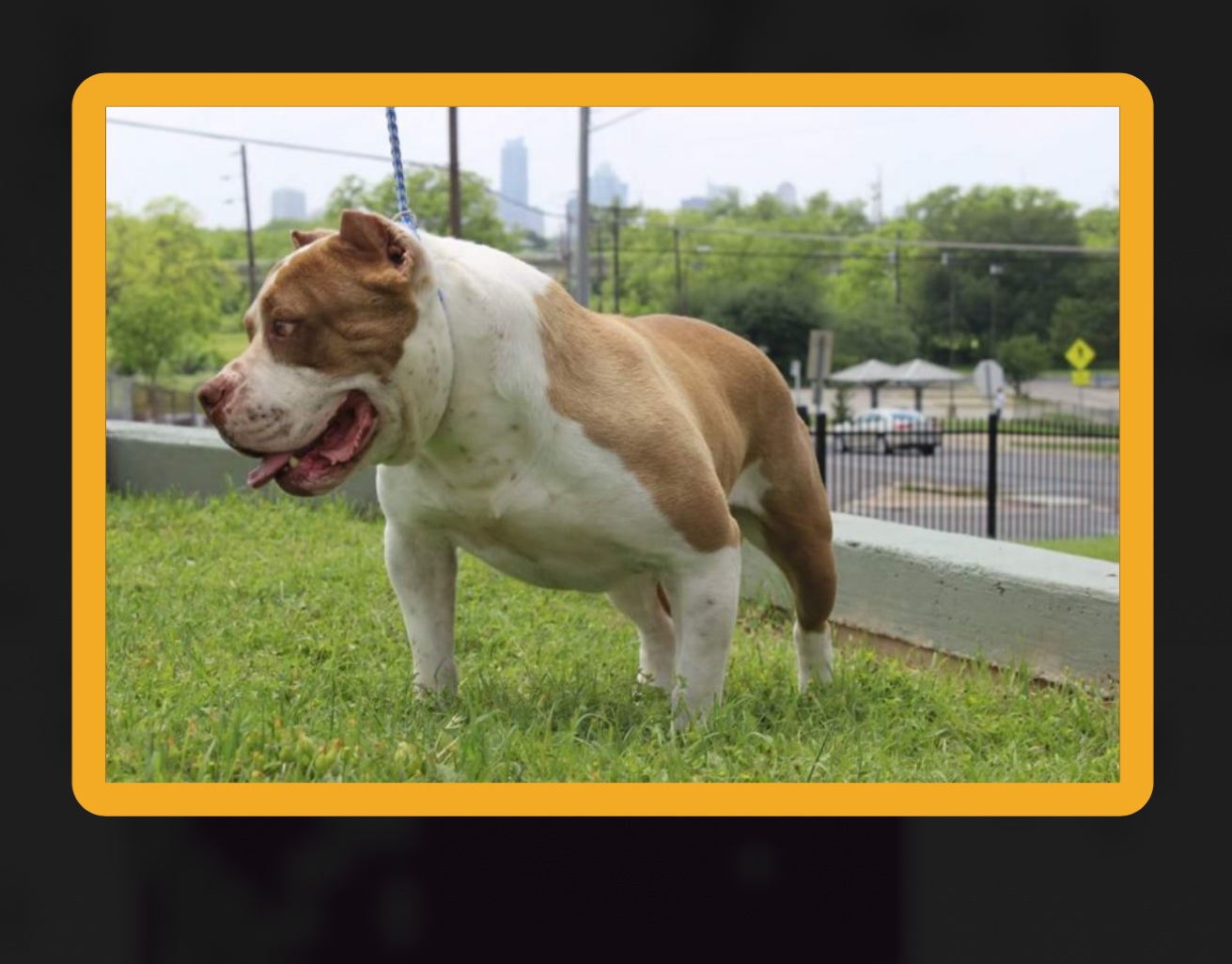 Dog Featured Image