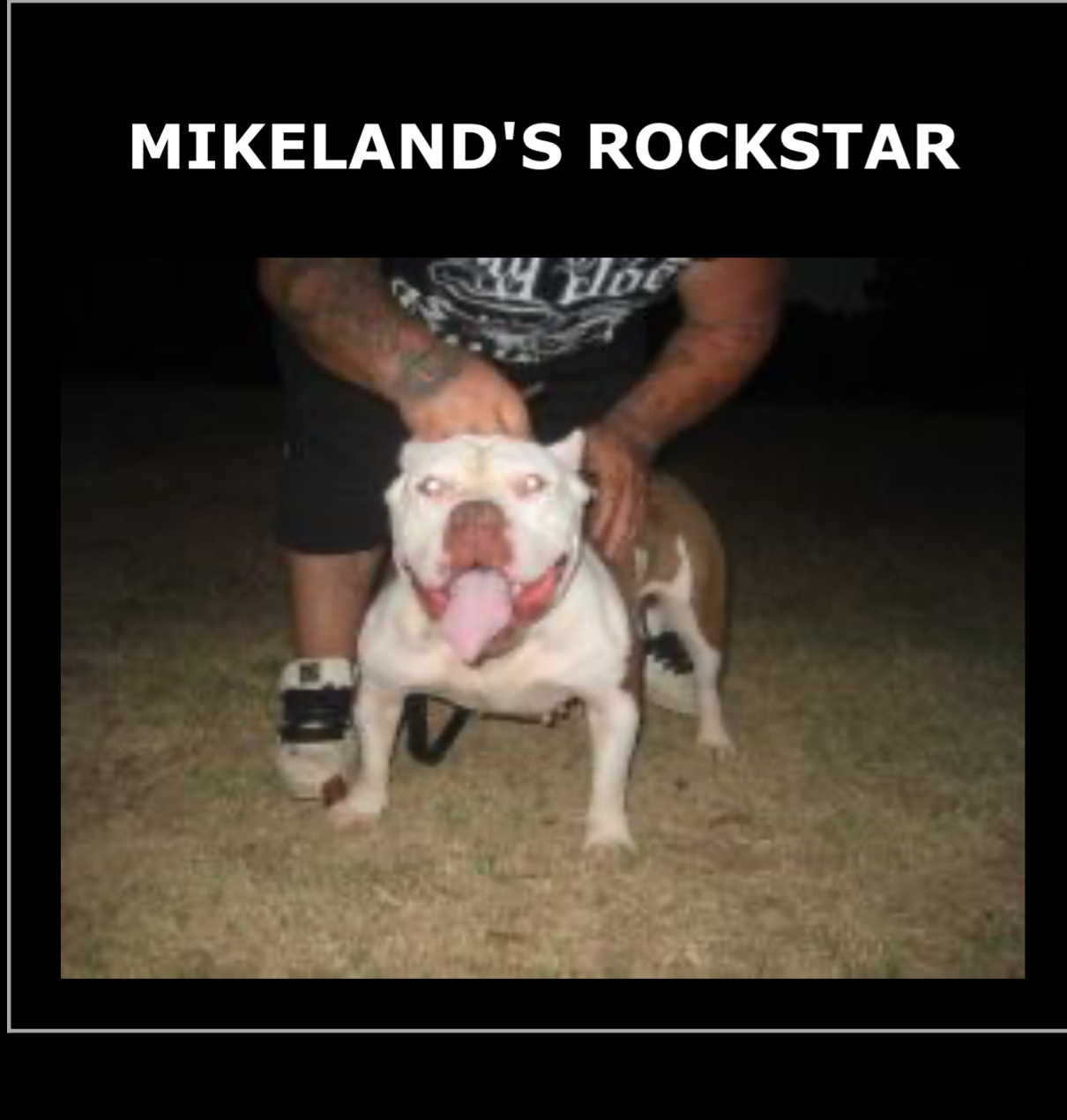 Dog Featured Image