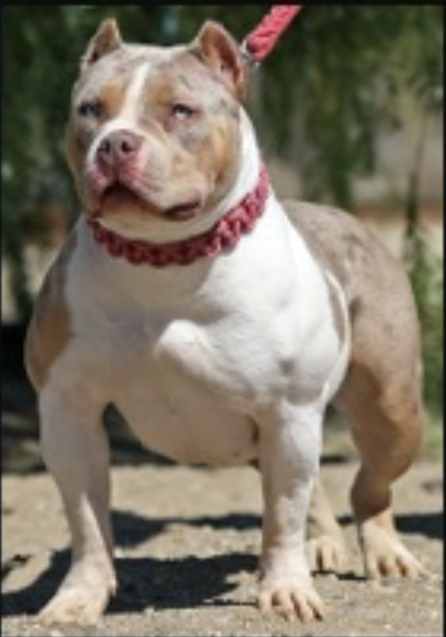 Dog Featured Image