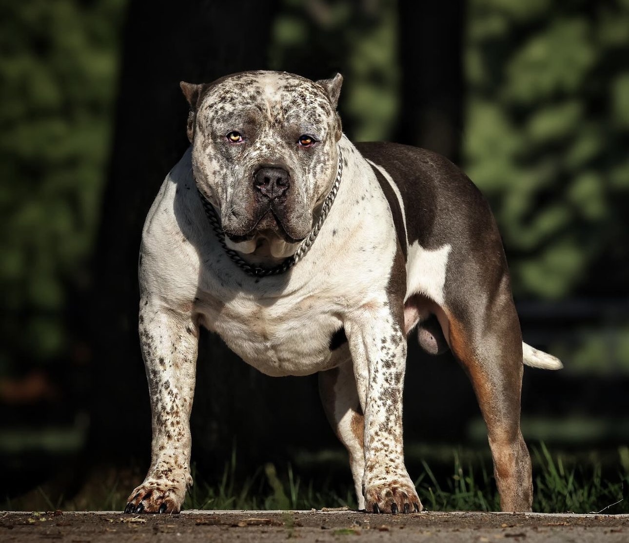 Dog Featured Image