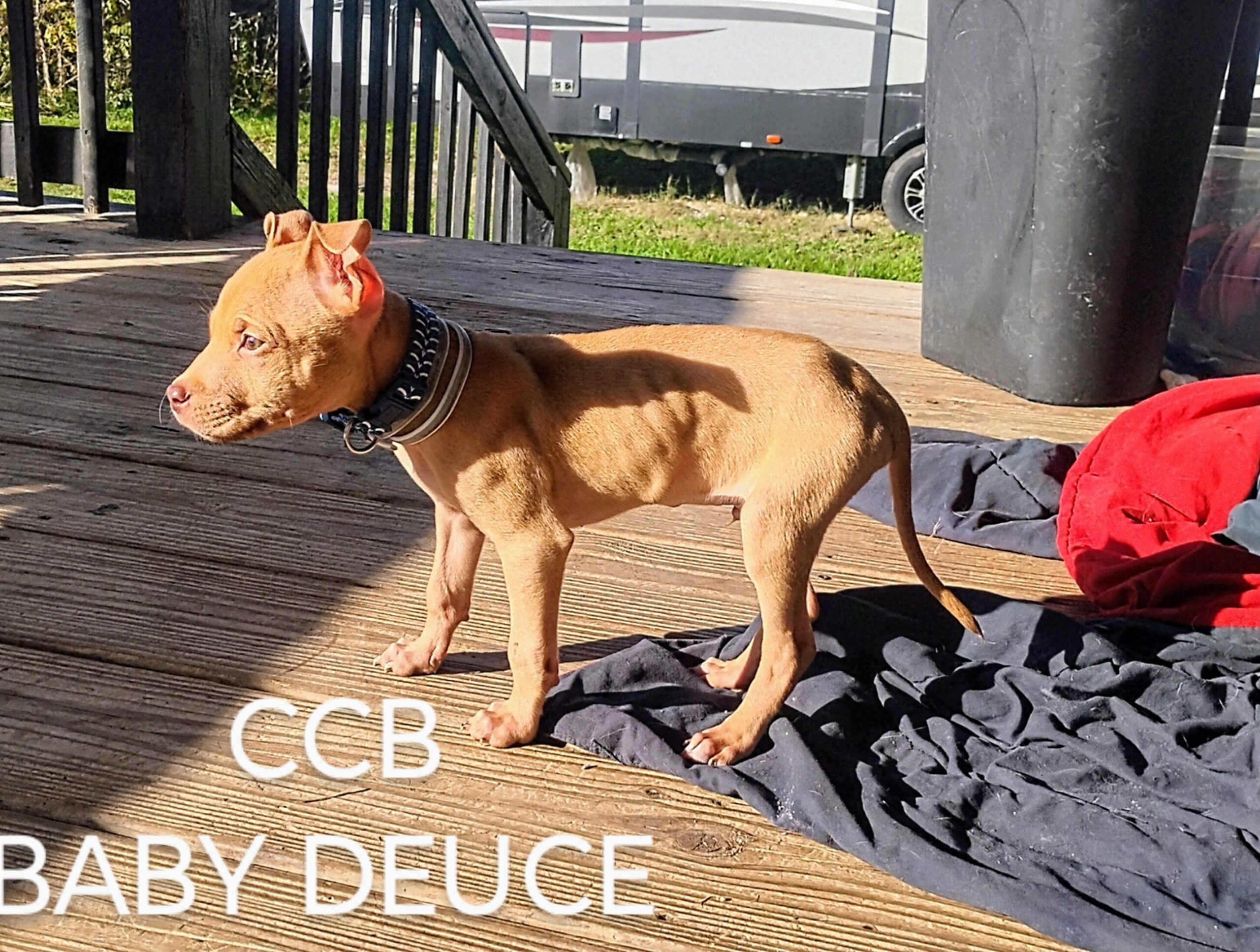 Dog Featured Image