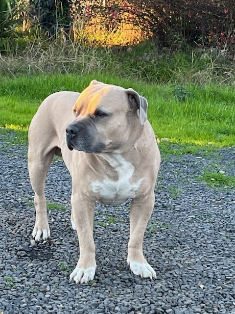 Dog Featured Image