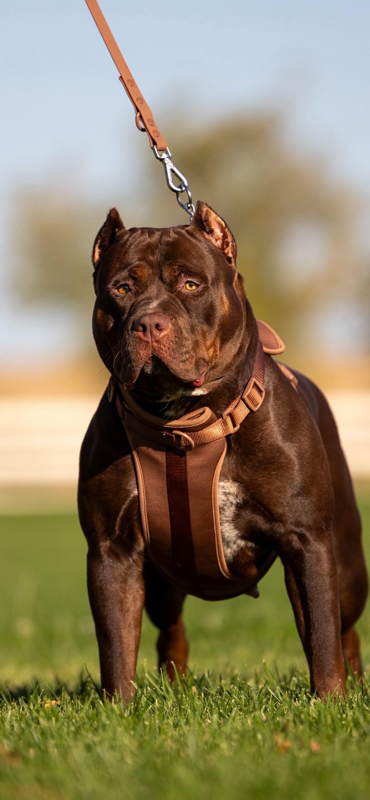 Dog Featured Image