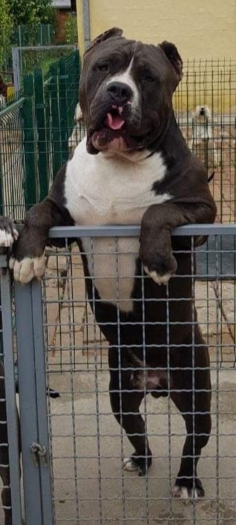 Dog Featured Image