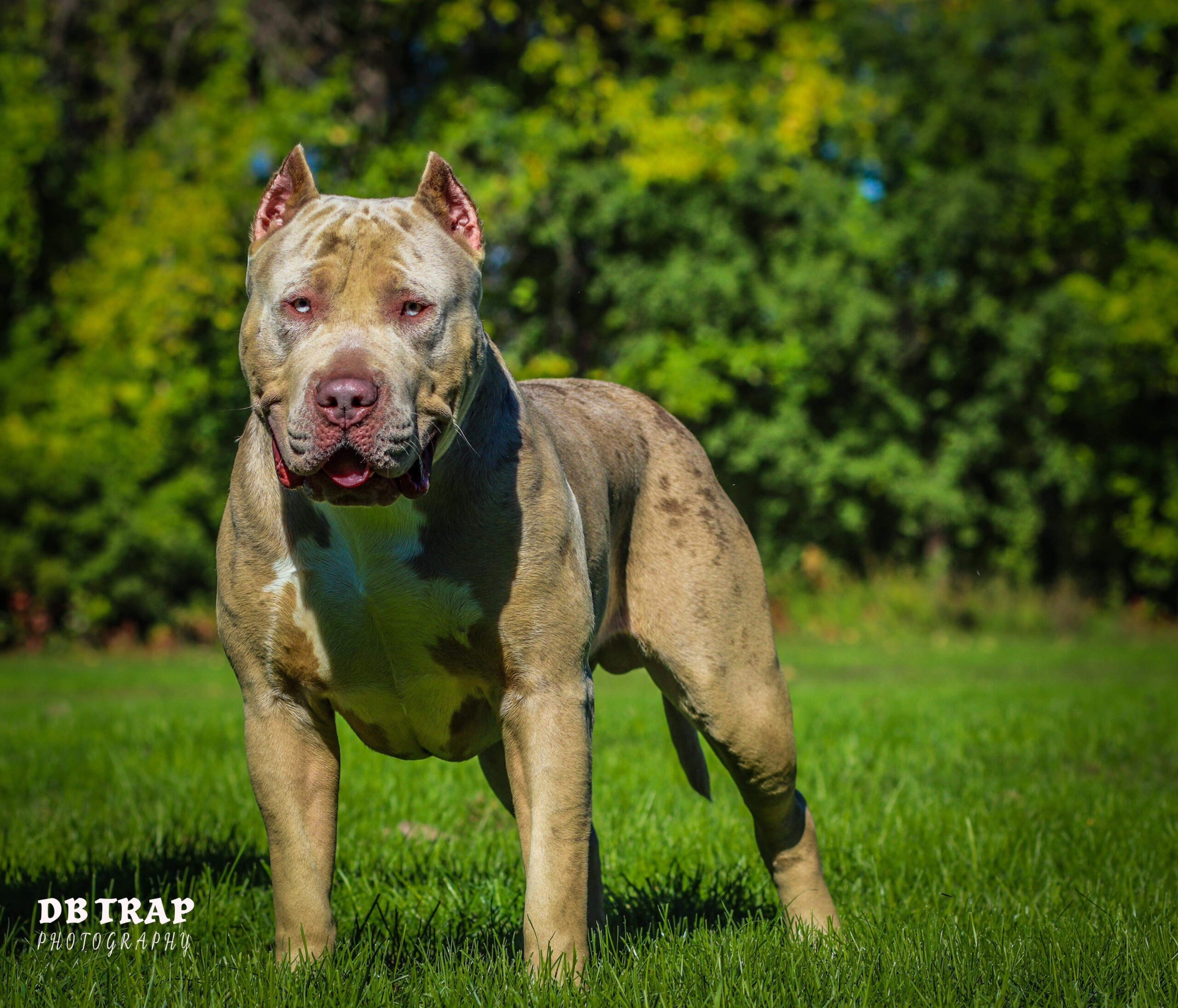 Dog Featured Image