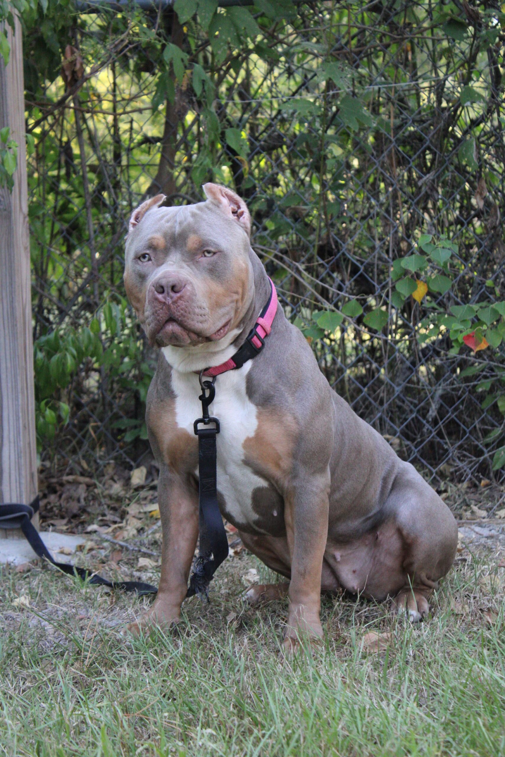 Dog Featured Image