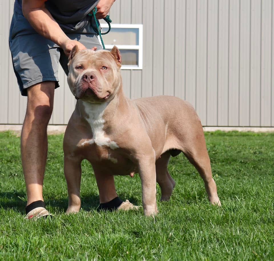 Dog Featured Image