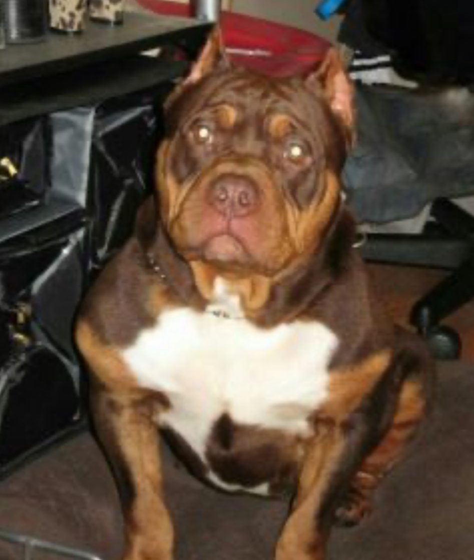 Dog Featured Image