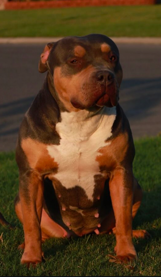 Dog Featured Image