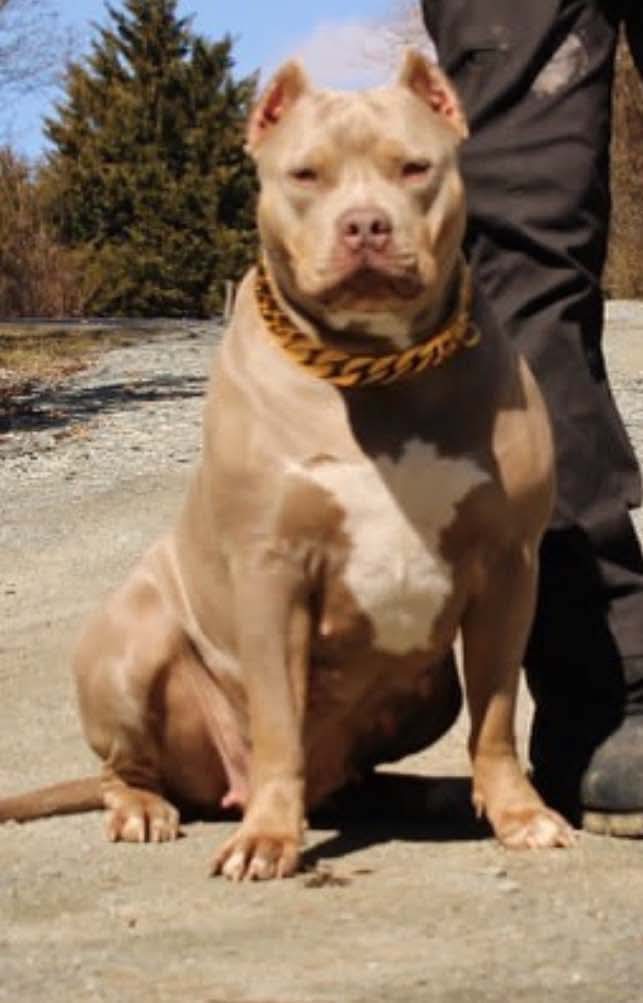 Dog Featured Image