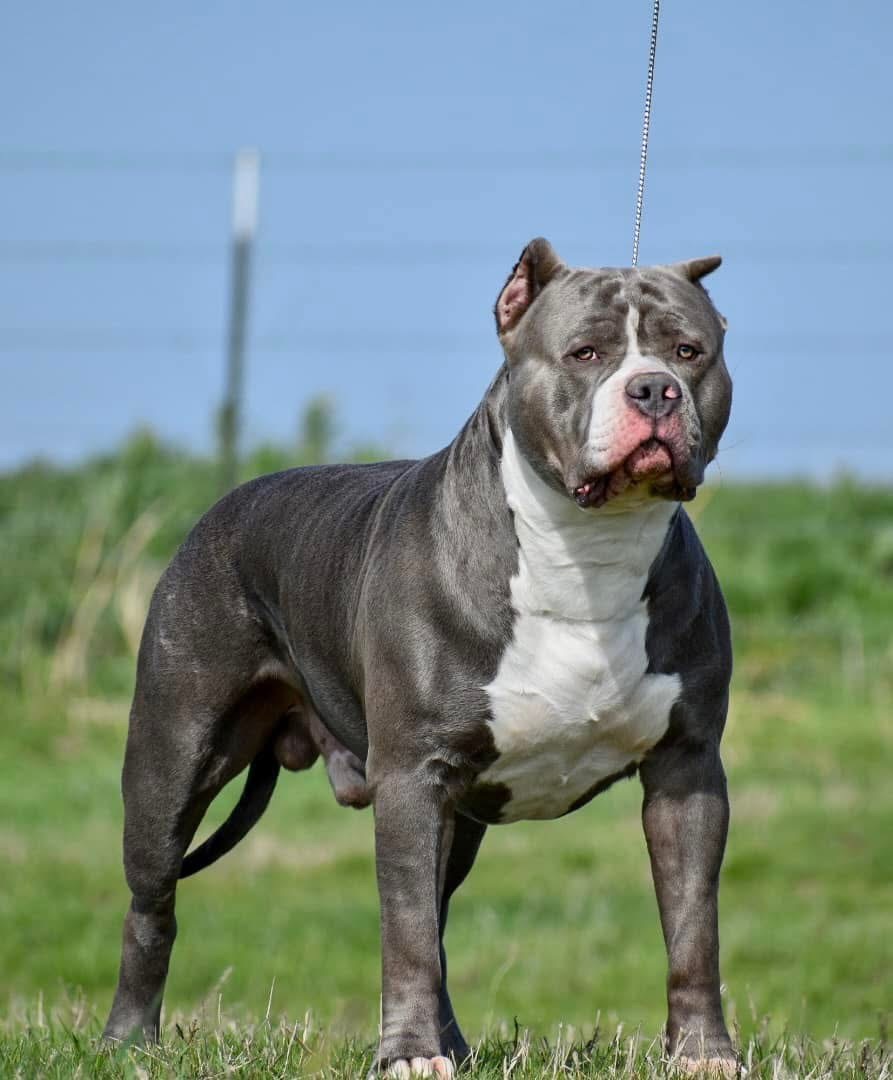 Dog Featured Image