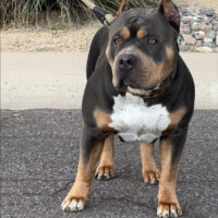 XL ROYAL BULLIES NAOMI