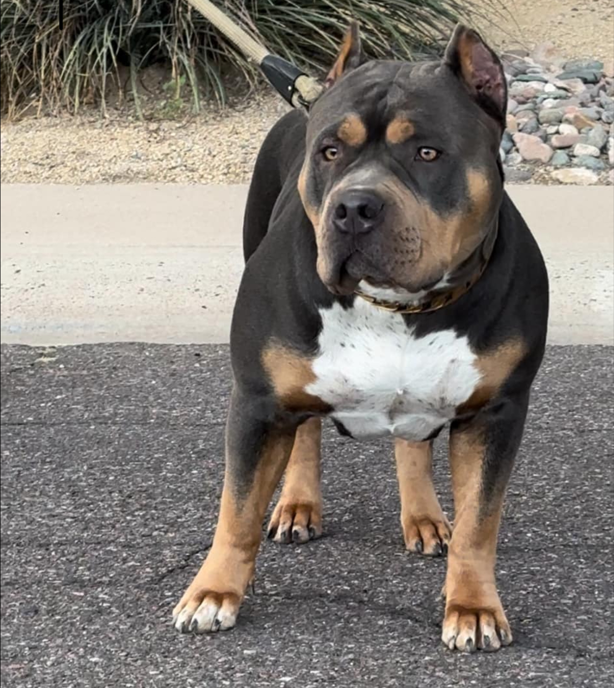 Dog Featured Image