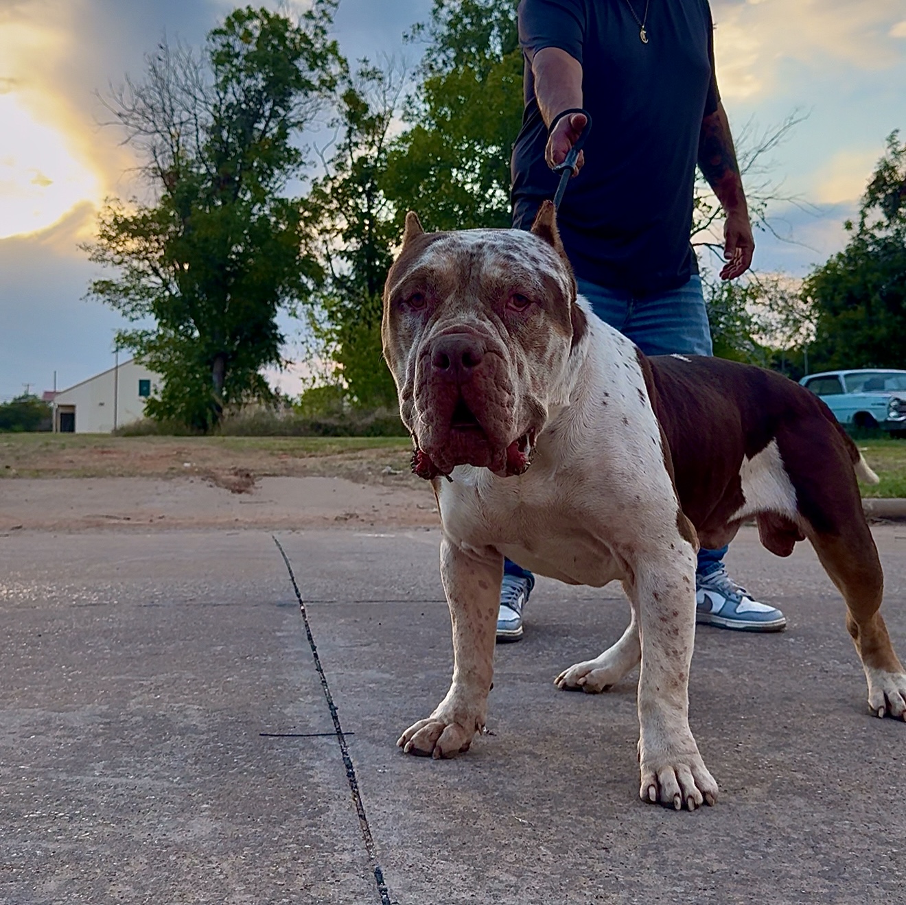 Dog Featured Image