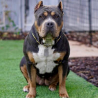 XL ROYAL BULLIES LUNA