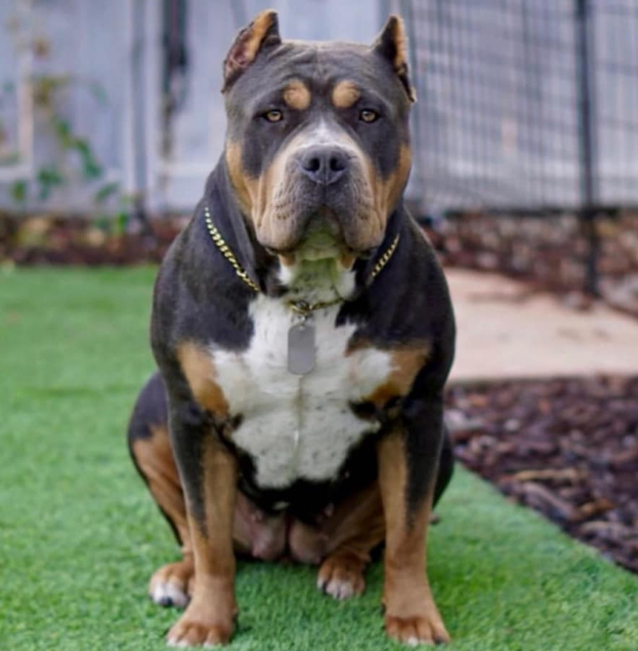 Dog Featured Image