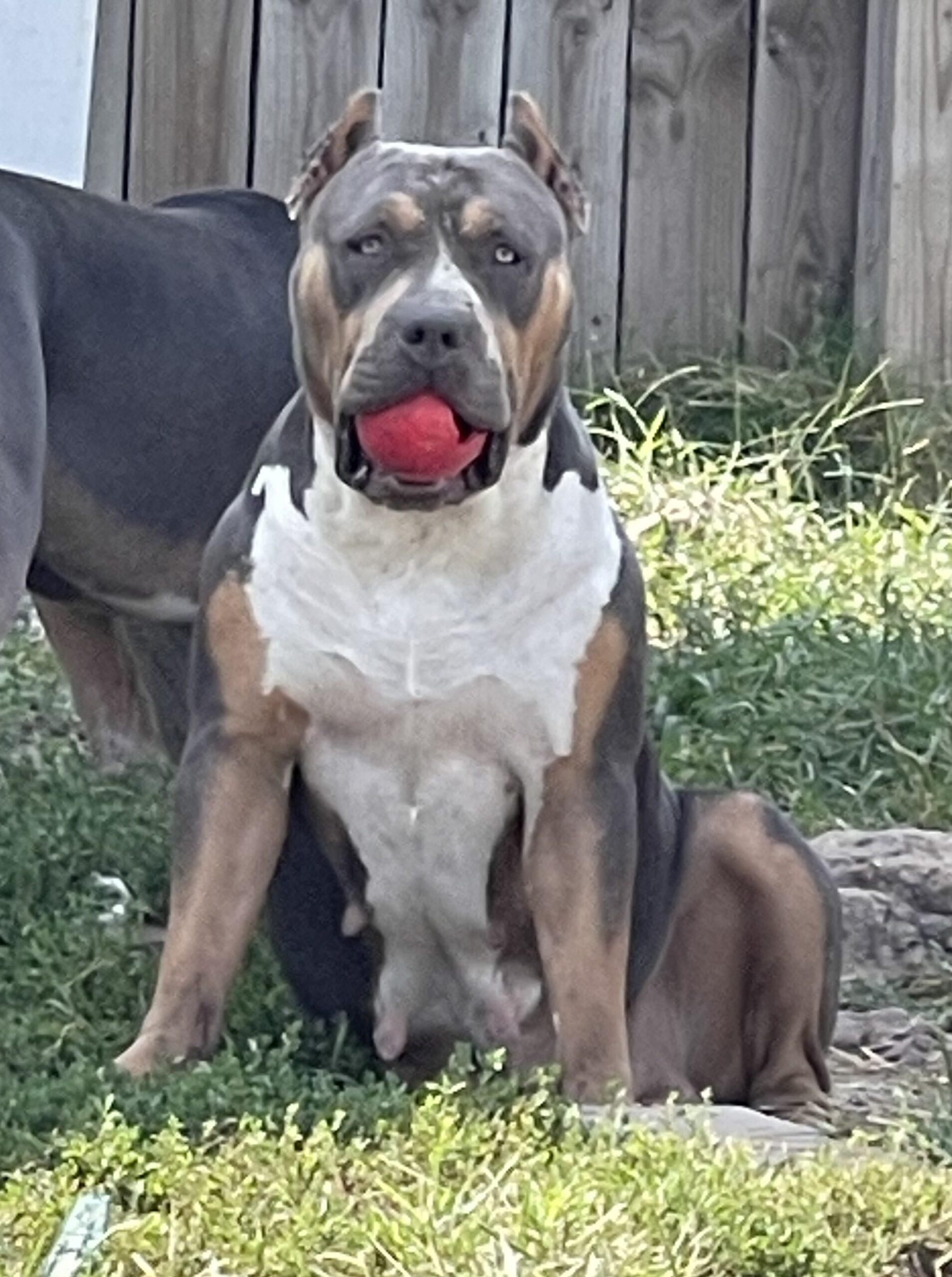 Dog Featured Image