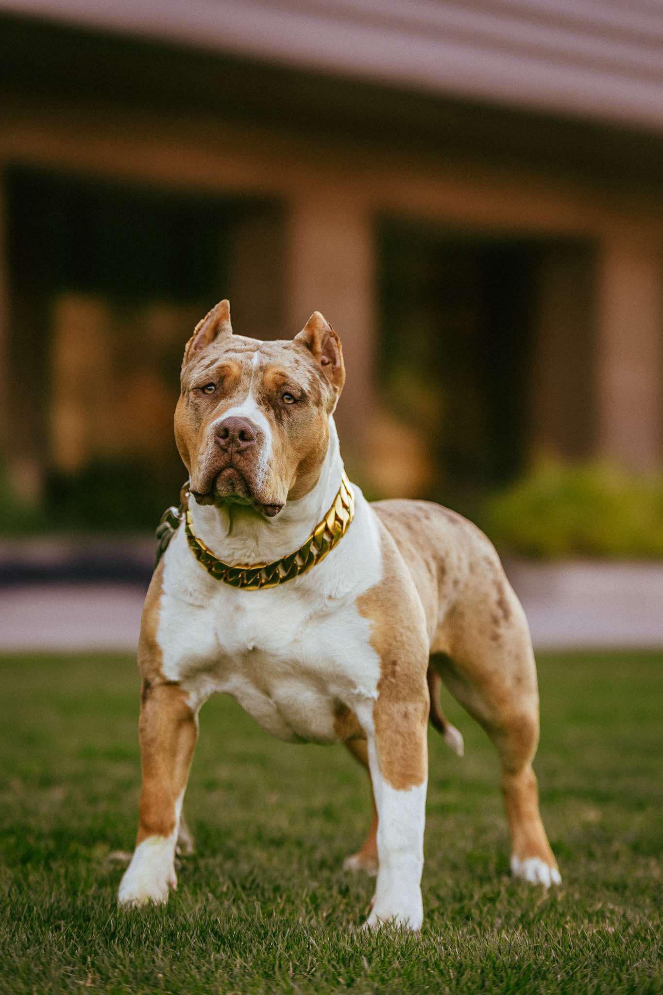 Dog Featured Image