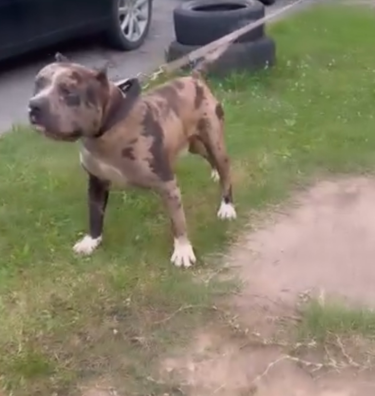 Dog Featured Image