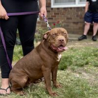 Dog Featured Image