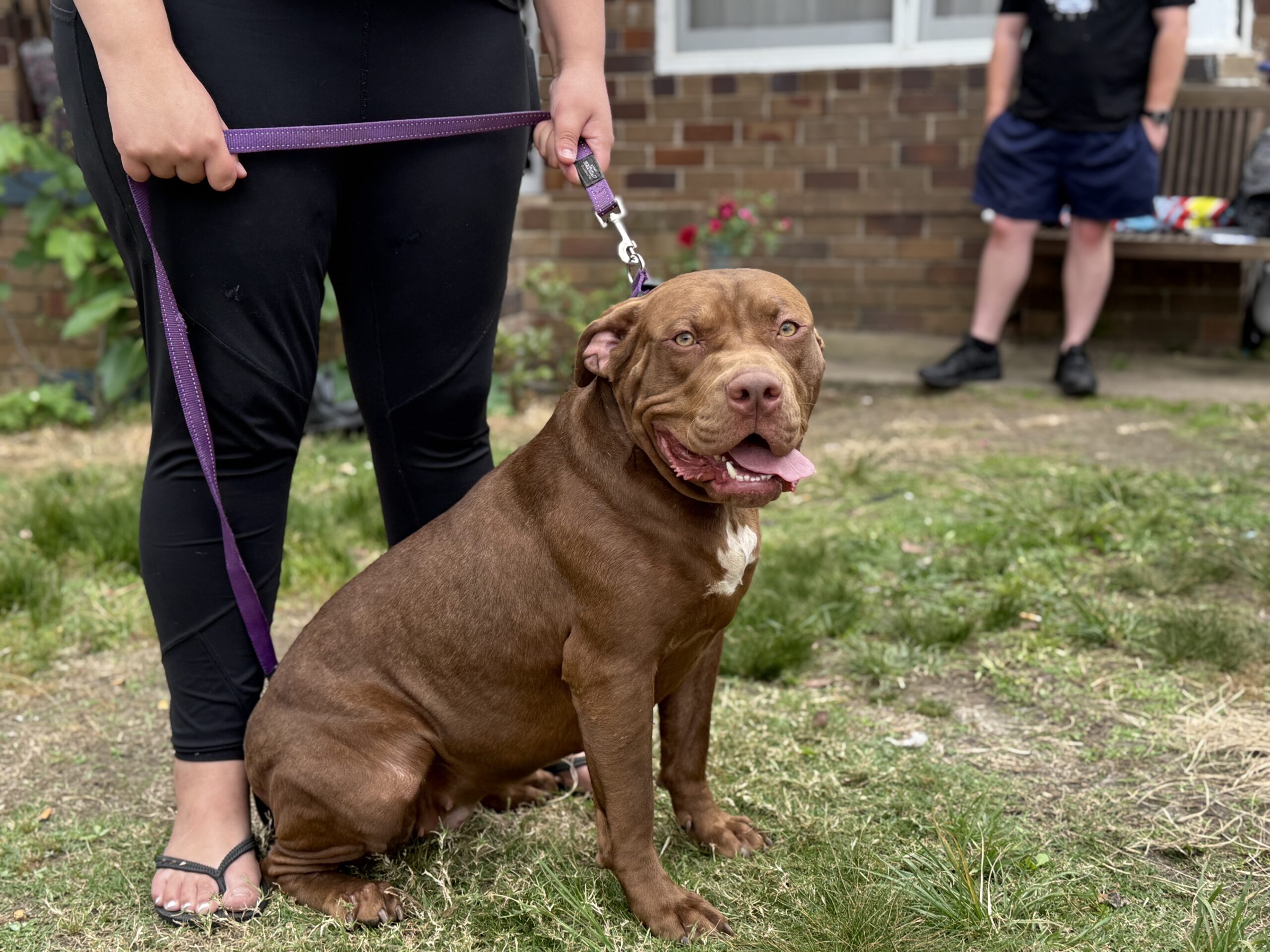 Dog Featured Image