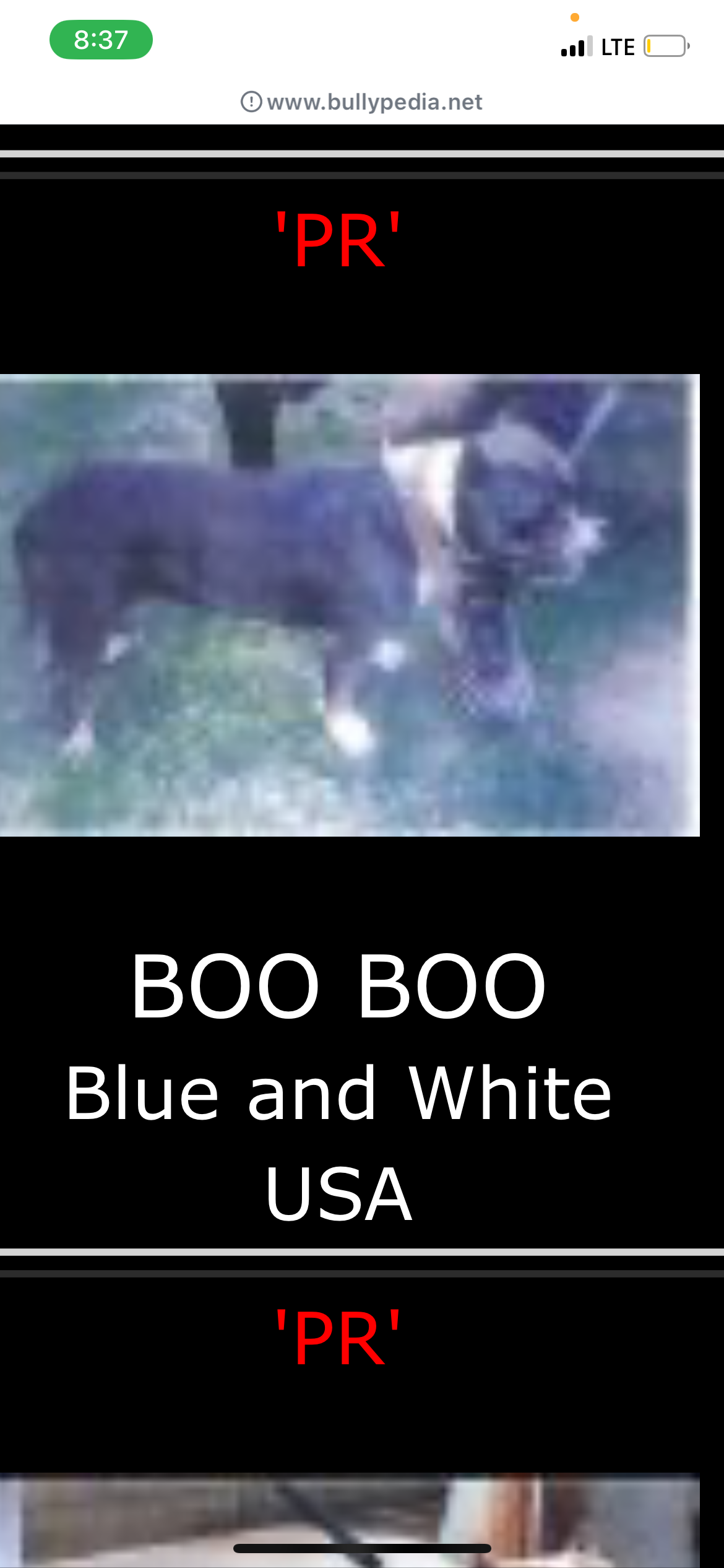 Dog Featured Image