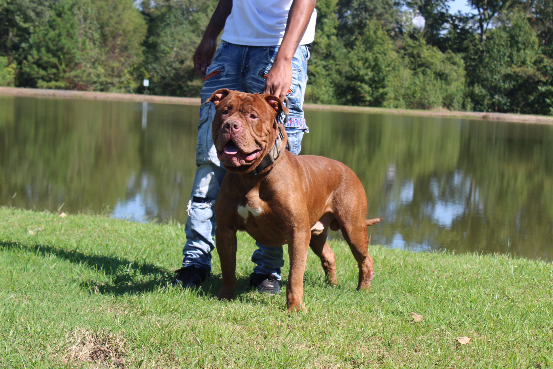 Dog Featured Image