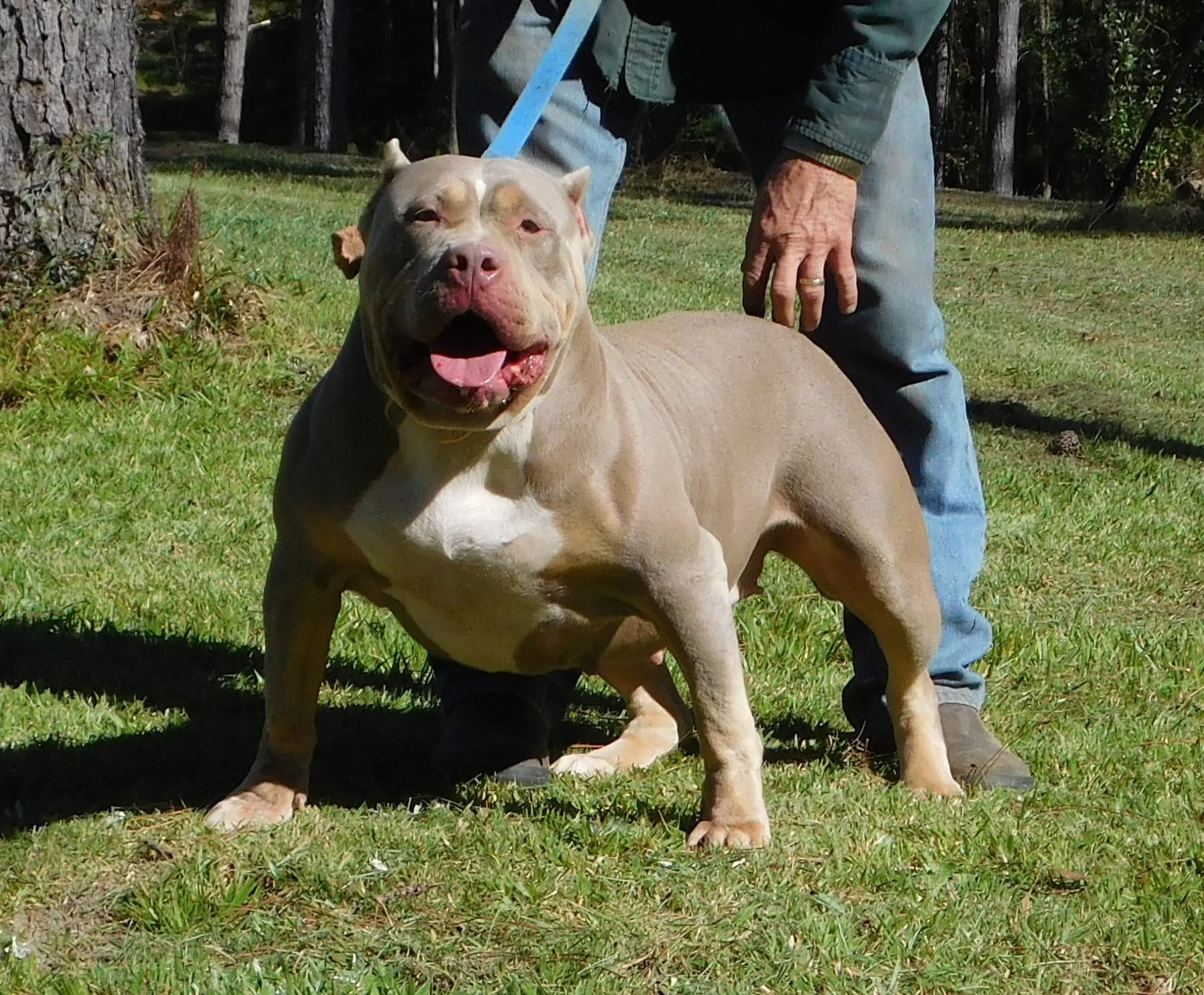 Dog Featured Image