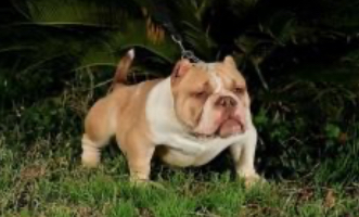 Dog Featured Image