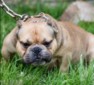 Dog Featured Image