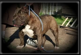 Dog Featured Image