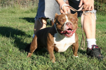 Dog Featured Image